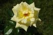 Sunshine Sally rose photo