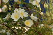 <i>Rosa pimpinellifolia</i> 'repens' rose photo