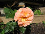 Metanoia rose photo