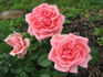 Da Capo rose photo