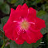 Fanal rose photo