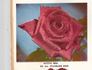 Mystic Gem rose photo