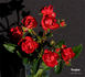 Fireglow rose photo
