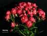 Vatertag ® rose photo