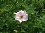 Rosa bracteata X rose photo