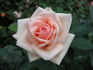 Melinda Alonso ™ rose photo