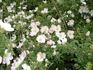 Rosa rugosa X spinosissima rose photo