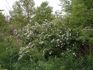Rosa rugosa X spinosissima rose photo