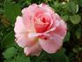Gala Charles Aznavour ® rose photo