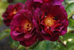 19-06-03 rose photo
