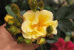 10-05-09 rose photo