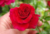 37-04-03 rose photo