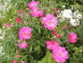 Georgette rose photo