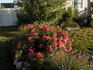 Martha's Vineyard rose photo
