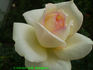 Classic Woman ™ rose photo