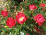 Little Buckaroo rose photo