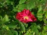 Georges Cain rose photo