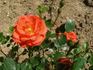Finstar rose photo