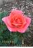 Cheer Up rose photo
