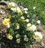 Aspen rose photo