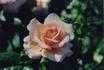King Arthur rose photo