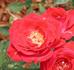 Magic Dragon rose photo