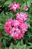 Magic Wand rose photo