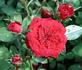 My Valentine ™ rose photo