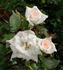 Peachy White rose photo