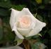 Peachy White rose photo