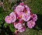 Česká pohádka rose photo