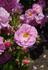 Česká pohádka rose photo