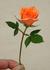 Phyllis Shackelford ™ rose photo