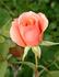 Phyllis Shackelford ™ rose photo