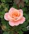 Phyllis Shackelford ™ rose photo