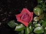Cancun ™ rose photo