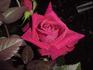 Special Merit rose photo