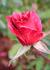 Secret Recipe rose photo