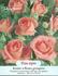 Dacapo rose photo