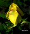 Yellow Island rose photo
