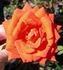 Joycie rose photo