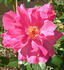 Audrey's Rose rose photo