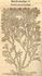 <i>Rosa provincialis minor</i> rose photo