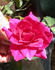 RBXLYN rose photo