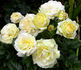 Chambord Castle rose photo