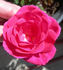 CDXHOR rose photo