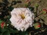 Luluc rose photo