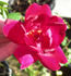 ABDXPB rose photo