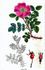 <i>Rosa wilsonii</i> Borrer syn. rose photo