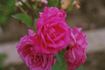 Mademoiselle Louise Chabrier rose photo